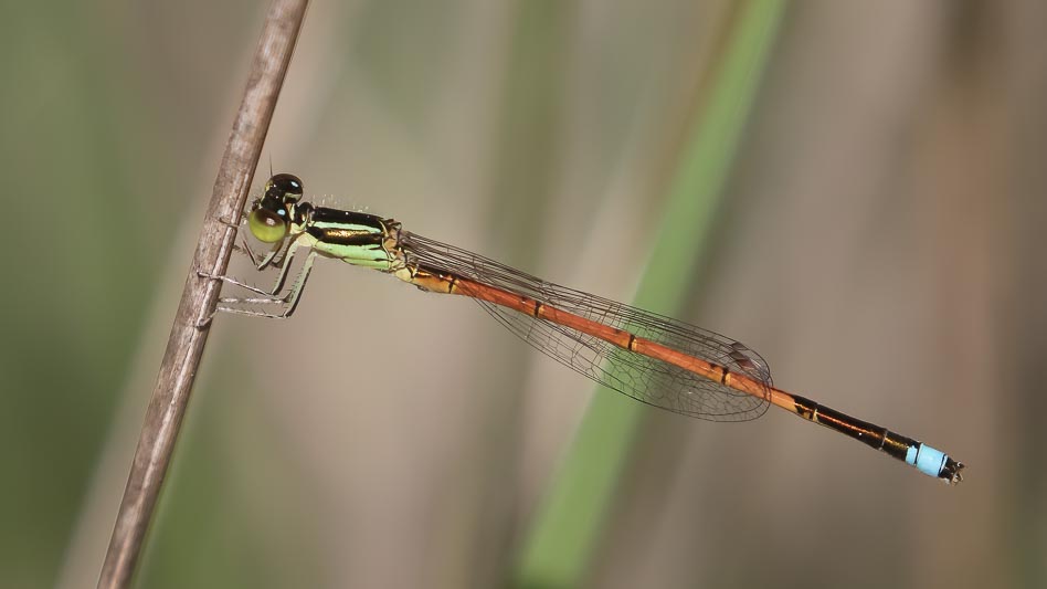 Ischnura aurora (Aurora Bluetail) male 3.jpg